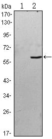 Figure 1: Western blot analysis using BLK mAb against HEK293 (1) and BLK(AA: 2-200)-hIgGFc transfected HEK293 (2) cell lysate.