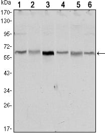 Figure 1: Western blot analysis using STK11 mouse mAb against NIH/3T3 (1),Raw246.7 (2), COS7 (3), Jurkat (4), HEK293 (5) and A431 (6) cell lysate.