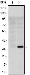 Figure 1: Western blot analysis using SLC22A1 mAb against HEK293 (1) and SLC22A1(AA: 284-347)-hIgGFc transfected HEK293 (2) cell lysate.