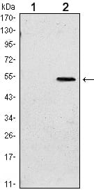 Figure 1: Western blot analysis using SUZ12 mAb against HEK293 (1) and SUZ12(AA: 533-739)-hIgGFc transfected HEK293 (2) cell lysate.