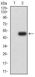 Figure 1: Western blot analysis using SOX2 mAb against HEK293 (1) and SOX2(AA: 2-317)-hIgGFc transfected HEK293 (2) cell lysate.