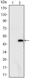 Figure 1: Western blot analysis using ATXN1 mAb against HEK293 (1) and ATXN1(AA: 645-815)-hIgGFc transfected HEK293 (2) cell lysate.