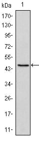 Figure 1: Western blot analysis using Oct4 mouse mAb against NTERA-2 cell lysate (1).