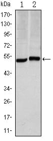 Figure 1: Western blot analysis using CA9 mouse mAb against Hela (1) and A549 (2) cell lysate.