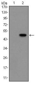 Figure 1: Western blot analysis using GCG mAb against HEK293 (1) and GCG(AA: 1-180)-hIgGFc transfected HEK293 (2) cell lysate.