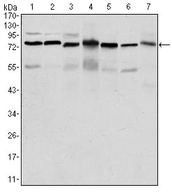 Figure 1: Western blot analysis using PSIP1 mouse mAb against HepG2 (1), Jurkat (2), K562 (3), Cos7 (4), PC-12 (5), Hela (6), and NIH/3T3 (7) cell lysate.