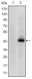 Figure 1: Western blot analysis using PAX4 mAb against HEK293 (1) and PAX4(AA: 105-232)-hIgGFc transfected HEK293 (2) cell lysate.