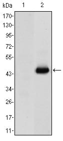 Figure 1: Western blot analysis using CEA mAb against HEK293 (1) and CEA(AA: 460-600)-hIgGFc transfected HEK293 (2) cell lysate.