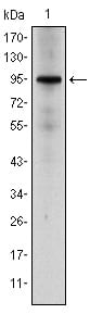 Figure 1: Western blot analysis using NR3C1 mouse mAb against Hela cell lysate.