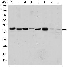 Figure 1: Western blot analysis using AURKA mouse mAb against HEK293 (1), Sw620 (2), MCF-7 (3), Jurkat (4), Hela (5), HepG2 (6), Cos7 (7) and PC-12 (8) cell lysate.