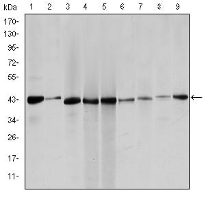 Figure 1: Western blot analysis using ACTA2 mouse mAb against Hela (1), Jurkta (2), HepG2 (3), MCF-7 (4), A431 (5), A549 (6), PC-12 (7), NIH/3T3 (8) and Cos7 (9) cell lysate.