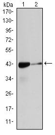 Figure 1: Western blot analysis using ACTA2 mouse mAb against Hela (1), and Cos7 (2) cell lysate.