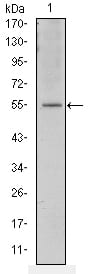 Figure 1: Western blot analysis using ATF2 mouse mAb against NIH/3T3 cell lysate.