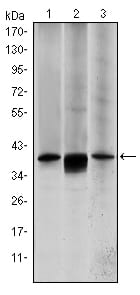 Figure 1: Western blot analysis using MAP2K6 mouse mAb against HepG2 (1), MCF-7 (2) and NIH/3T3 (3) cell lysate.