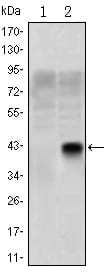 Figure 1: Western blot analysis using OLIG2 mAb against HEK293 (1) and OLIG2(AA: 1-122)-hIgGFc transfected HEK293 (2) cell lysate.