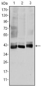 Figure 1: Western blot analysis using MAP2K4 mouse mAb against HepG2 (1), K562 (2), and HEK293 (3) cell lysate.