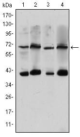 Figure 1: Western blot analysis using CRTC3 mouse mAb against Hela (1), Jurkat (2), Cos7 (3) and MCF-7 (4) cell lysate.
