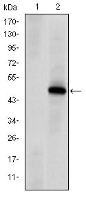 Figure 1: Western blot analysis using PRKDC mAb against HEK293 (1) and PRKDC(AA: 2638-2971)-hIgGFc transfected HEK293 (2) cell lysate.