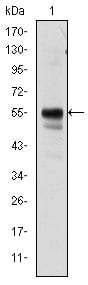 Figure 1: Western blot analysis using RUNX1 mouse mAb against Jurkat cell lysate.