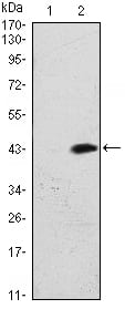Figure 1: Western blot analysis using ATM mAb against HEK293 (1) and ATM(AA: 2705-2820)-hIgGFc transfected HEK293 (2) cell lysate.