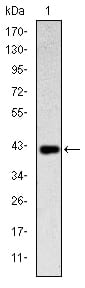 Figure 1: Western blot analysis using CD94 mAb against human CD94 (AA: 32-179) recombinant protein. (Expected MW is 42.6 kDa)