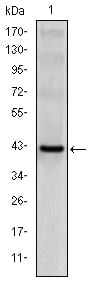 Figure 1: Western blot analysis using CD94 mAb against human CD94 (AA: 32-179) recombinant protein. (Expected MW is 42.6 kDa)