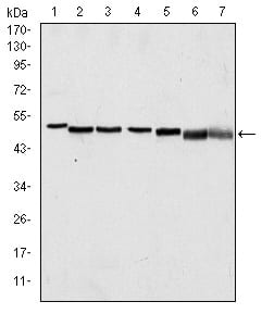 Figure 1: Western blot analysis using p63? mouse mAb against A431 (1), Hela (2), Jurkat (3), THP-1 (4), NIH/3T3 (5), Cos7 (6) and PC-12 (7) cell lysate.