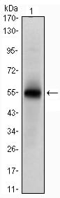 Figure 1: Western blot analysis using MSI1 mAb against human MSI1 (AA: 1-203) recombinant protein. (Expected MW is 48.5 kDa)