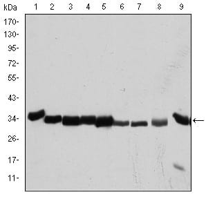 Figure 1: Western blot analysis using CDK1 mouse mAb against Hela (1), Jurkat (2), K562 (3), A431 (4), MCF-7 (5), RAW264.7 (6), NIN/3T3 (7), PC-12 (8), and Cos7 (9) cell lysate.