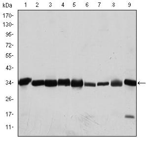 Figure 1: Western blot analysis using CDK1 mouse mAb against Hela (1), Jurkat (2), K562 (3), A431 (4), MCF-7 (5), RAW264.7 (6), NIN/3T3 (7), PC-12 (8), and Cos7 (9) cell lysate.