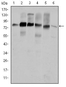 Figure 1: Western blot analysis using CTTN mouse mAb against Hela (1), A431 (2), MCF-7 (3), SR-BR-3 (4), HepG2 (5) and NIH/3T3 (6) cell lysate.