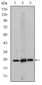 Figure 1: Western blot analysis using EIF4E mouse mAb against Hela (1), HEK293 (2) and K562 (3) cell lysate.