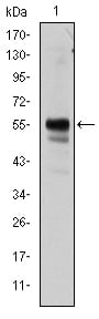 Figure 1: Western blot analysis using RUNX1 mouse mAb against Jurkat cell lysate.