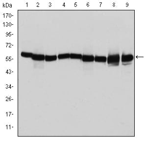 Figure 1: Western blot analysis using HSP60 mouse mAb against T47D (1), Hela (2), HepG2 (3), A549 (4), Jurkat (5), HEK293 (6), NIH/3T3 (7), PC-12 (8) and Cos7 (9) cell lysate.
