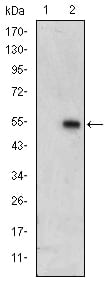 Figure 1: Western blot analysis using ERK3 mAb against HEK293 (1) and ERK3(AA: 347-582)-hIgGFc transfected HEK293 (2) cell lysate.