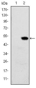 Figure 1: Western blot analysis using RBP4 mAb against HEK293 (1) and RBP4(AA: 1-201)-hIgGFc transfected HEK293 (2) cell lysate.