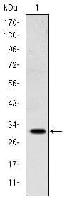 Figure 1: Western blot analysis using MSX1 mouse mAb against NTERA-2 cell lysate.