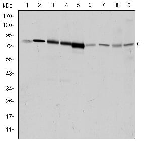 Figure 1: Western blot analysis using GRK2 mouse mAb against Hela (1), Jurkat (2), MOLT4 (3), RAJI (4), THP-1 (5), L1210 (6), Cos7 (7), PC-12 (8), and NIH/3T3 (9) cell lysate.