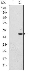 Figure 1: Western blot analysis using BPTF mAb against HEK293 (1) and BPTF (AA: 503-670)-hIgGFc transfected HEK293 (2) cell lysate.
