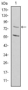 Figure 1: Western blot analysis using MTHFR mouse mAb against Rat Heart cell lysate.