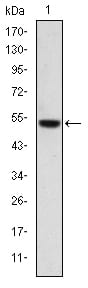 Figure 1: Western blot analysis using PODXL mAb against human PODXL (AA: 109-324) recombinant protein. (Expected MW is 47.3 kDa)