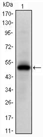Figure 1: Western blot analysis using Epha10 mAb against human Epha10 (AA: 34-295) recombinant protein. (Expected MW is 50 kDa)