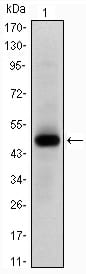 Figure 1: Western blot analysis using MYC mAb against human MYC (AA:214-387) recombinant protein. (Expected MW is 44.7 kDa)