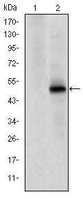Figure 1: Western blot analysis using CDK9 mAb against HEK293 (1) and CDK9(AA: 178-369)-hIgGFc transfected HEK293 (2) cell lysate.