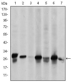Figure 1: Western blot analysis using HSP27 mouse mAb against Hela (1), A549 (2), Jurkat (3), A431 (4), HEK293(5), HepG2 (6) and PC-12 (7) cell lysate.