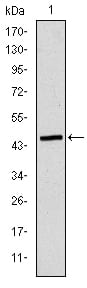 Figure 1: Western blot analysis using ApoB mAb against human ApoB (AA: 3900-4110) recombinant protein. (Expected MW is 45 kDa)
