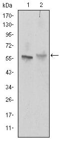 Figure 1: Western blot analysis using ABCG2 mouse mAb against NIH/3T3 (1) and Cos7 (2) cell lysate.