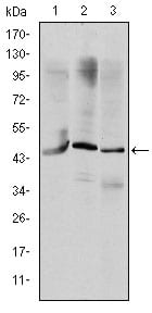 Figure 1: Western blot analysis using OTX2 mouse mAb against HepG2 (1), Jurkat (2), and NTERA-2 (3) cell lysate.