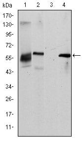 Figure 1: Western blot analysis using ABCG2 mouse mAb against HepG2 (1), Cos7 (2), Jurkat (3) and NIH/3T3 (4) cell lysate.