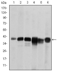 Figure 1: Western blot analysis using SMN1 mouse mAb against RAJI (1), Cos7 (2), Jurkat (3), K562 (4), Hela (5) and HepG2 (6) cell lysate.